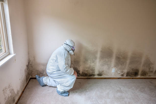 Mold Odor Removal Services in Ware Shoals, SC