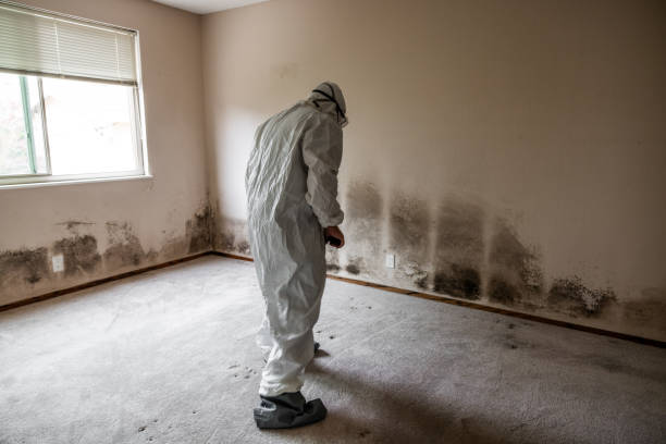 Ware Shoals, SC Mold Removal Company